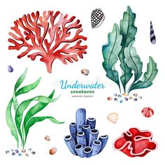 watercolor seaweed, corals and shells on white background