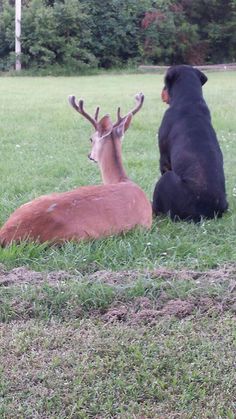 two deer and a dog sitting in the grass