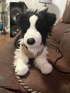 a black and white dog sitting on top of a couch