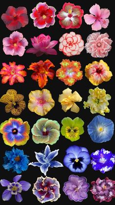 many different colored flowers on a black background