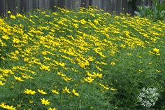 yellow flowers are growing in the grass near a fence