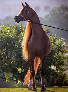 a brown horse standing on top of a lush green field next to trees and bushes