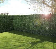 a large green hedge next to a tree in a yard with the sun shining on it