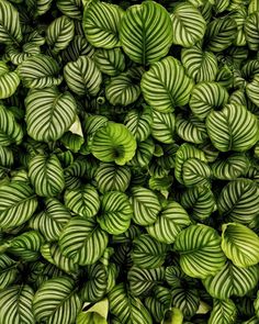 many green and white leaves are in the same pattern on this plant, as well as other plants