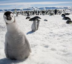 two penguins are sitting in the snow and one penguin is looking up at it's head