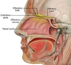 the anatomy of the head and neck