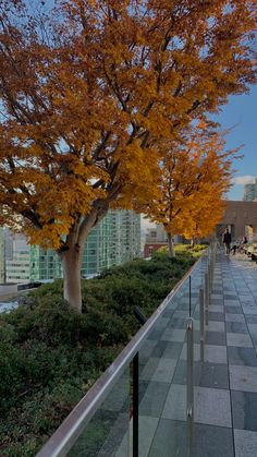 the walkway is lined with benches and trees that have yellow leaves on them, while people are walking in the distance