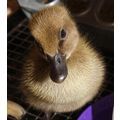 a baby duck sitting on top of a metal grate