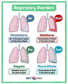 a diagram showing the different types of lungs