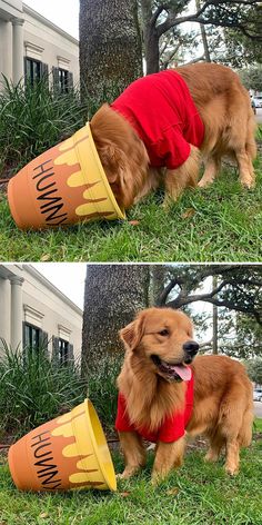 two pictures of a brown dog wearing a red shirt and drinking out of a yellow cup