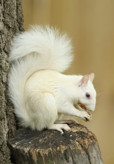 a white squirrel sitting on top of a tree stump