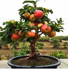 an apple tree with lots of fruit growing on it's branches in a pot