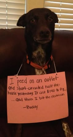 a dog sitting on top of a couch holding a sign that says i peed on an outlet