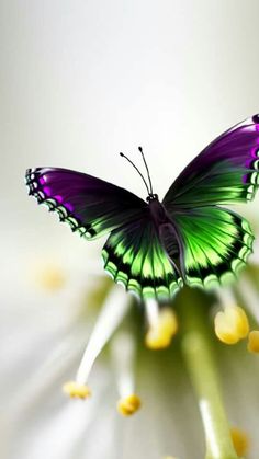 a green and purple butterfly sitting on top of a white flower with yellow pollen around it