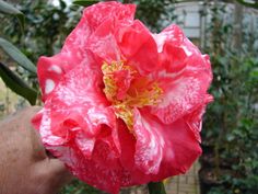 a pink flower with white and yellow stamens