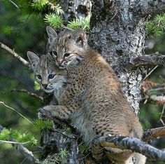 two cats are sitting in the branches of a tree, and one cat is standing up