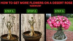 how to get more flowers on a desert rose - step 1, step 2 and step 3