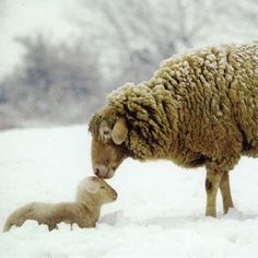 an adult sheep standing next to a baby sheep in the snow