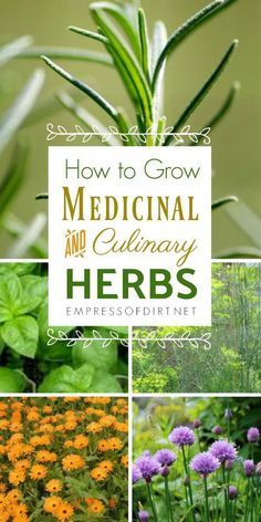 several different plants and flowers with the title how to grow medical and culinary herbs