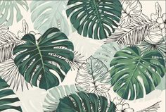 a green and white tropical plant wallpaper with large, leafy leaves on it