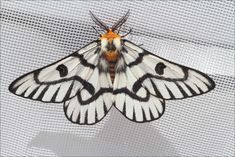 a white and black butterfly sitting on top of a screen