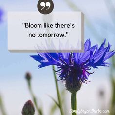 a blue flower with a quote on it that says bloom like there's no tomorrow