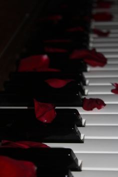 red rose petals on the keys of a piano