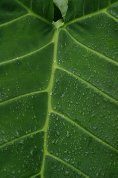 a large green leaf with drops of water on it