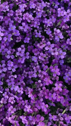 many purple flowers are growing together in the field