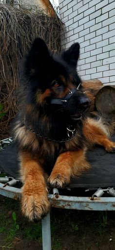 a dog sitting on top of a metal table