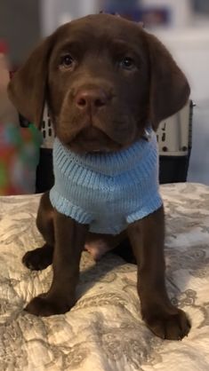 a brown dog wearing a blue sweater sitting on top of a bed