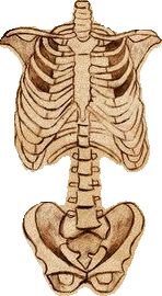 an image of a human skeleton with the lower half cut out to look like it is sitting