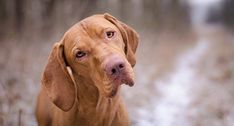 a brown dog standing on top of a snow covered field