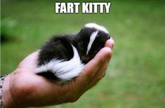 a hand holding a small black and white animal in it's left palm, with the text you know, for all the bad press sunkes skunks get, this guy doesnk