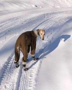 a dog is walking in the snow with skis on it's back legs