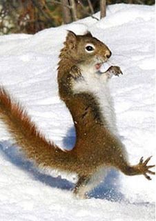 a squirrel is standing in the snow with its mouth open