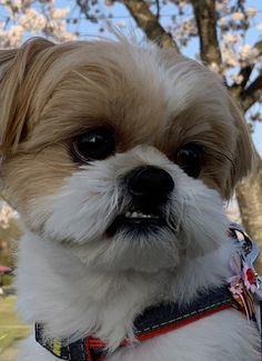 a small white and brown dog wearing a collar