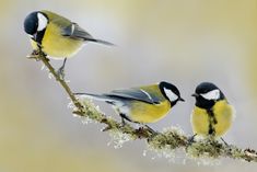 two small birds perched on a branch with lichen in the foreground and yellow background