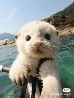 a close up of a cat on a boat in the water