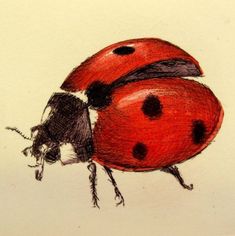 a drawing of two ladybugs on a white background