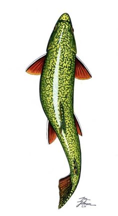 a drawing of a fish that is green with orange spots on it's body