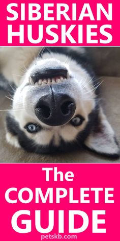 the complete guide to siberian huskys