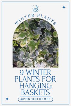 Article showcasing the 9 best winter plants for hanging baskets, ideal for adding color and texture to your garden during the colder months.

Winter Garden, Winter plants, Hanging basket