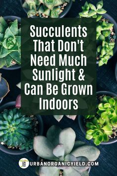 succulents that don't need much sunlight and can be grown indoors