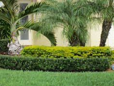 there is a blue fire hydrant in front of the bushes and palm trees on this street