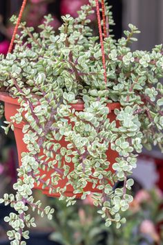 a potted plant with green leaves hanging from it