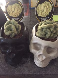 two skull planters with plants in them on a counter top next to each other