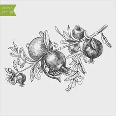 an ink drawing of pomegranates on a branch with leaves and flowers