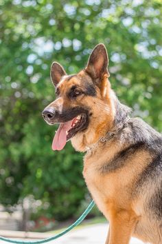 a german shepherd dog with its tongue out and looking at the camera while on a leash