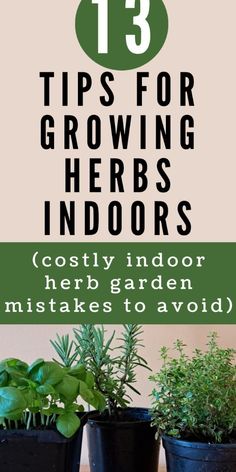 three potted plants with the title 13 tips for growing herbs indoors